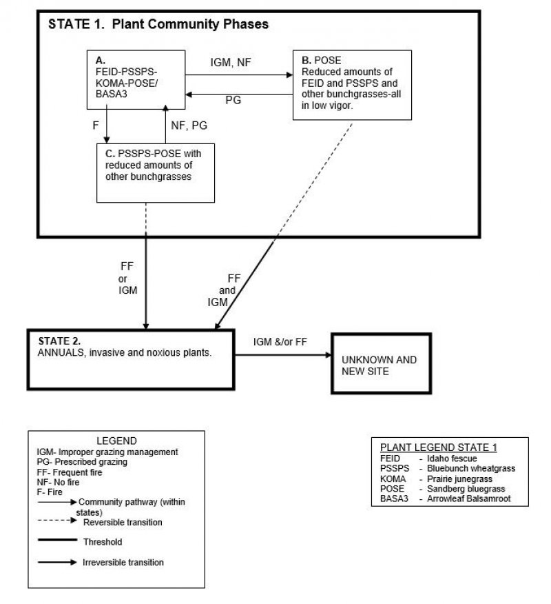 Model diagram