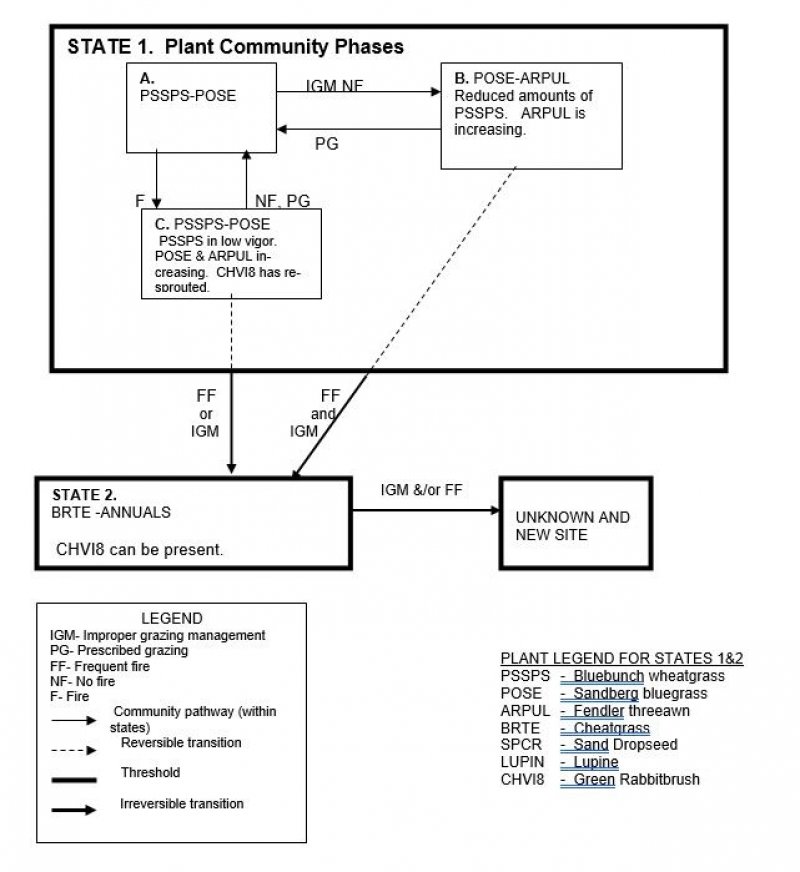 Model diagram