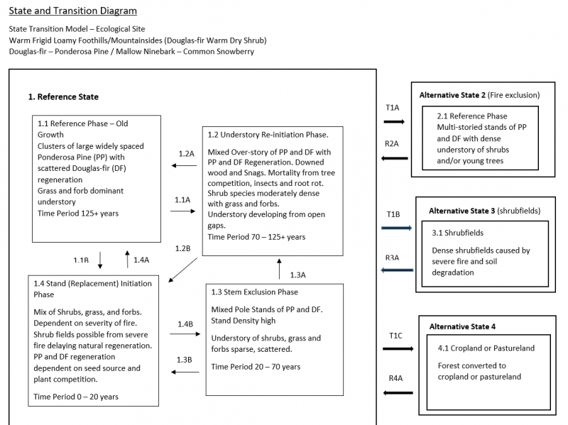 Model diagram