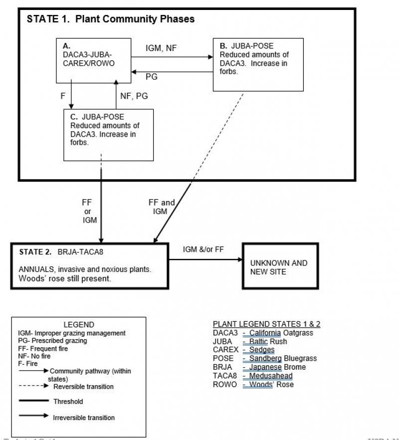 Model diagram