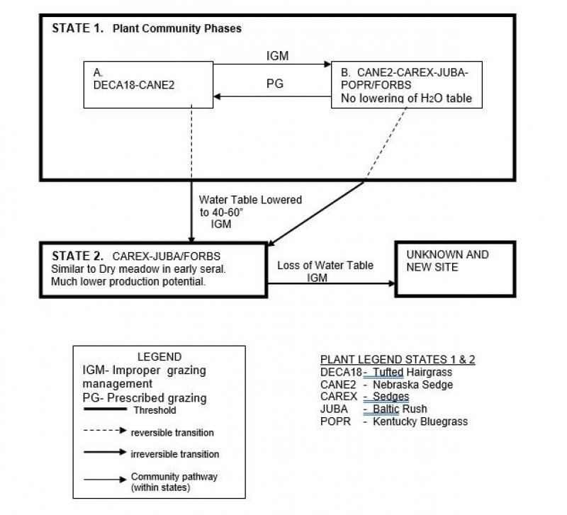 Model diagram