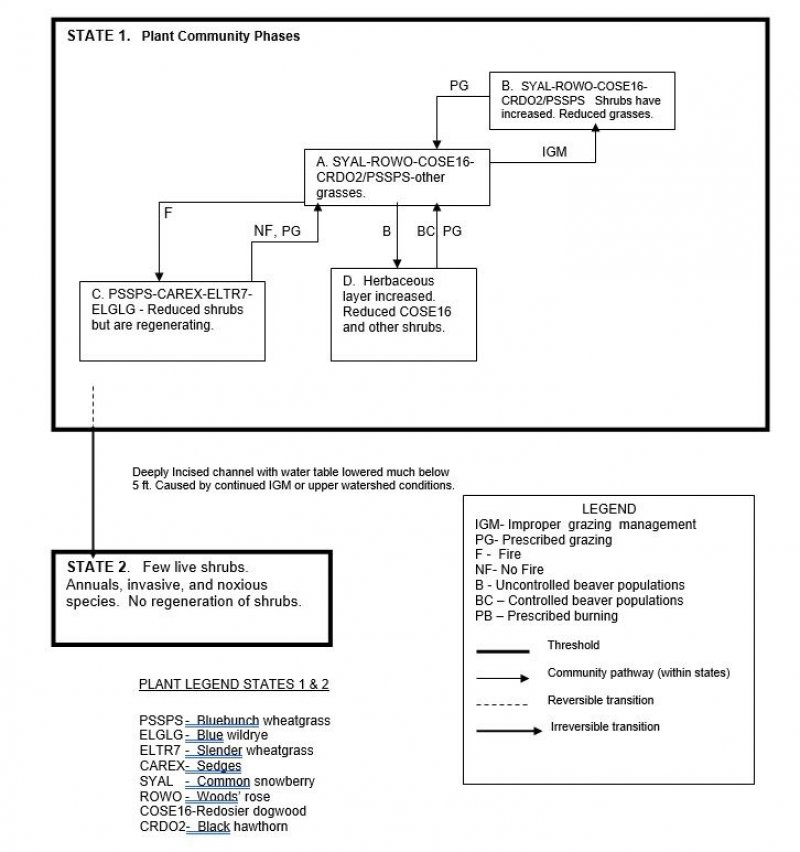 Model diagram
