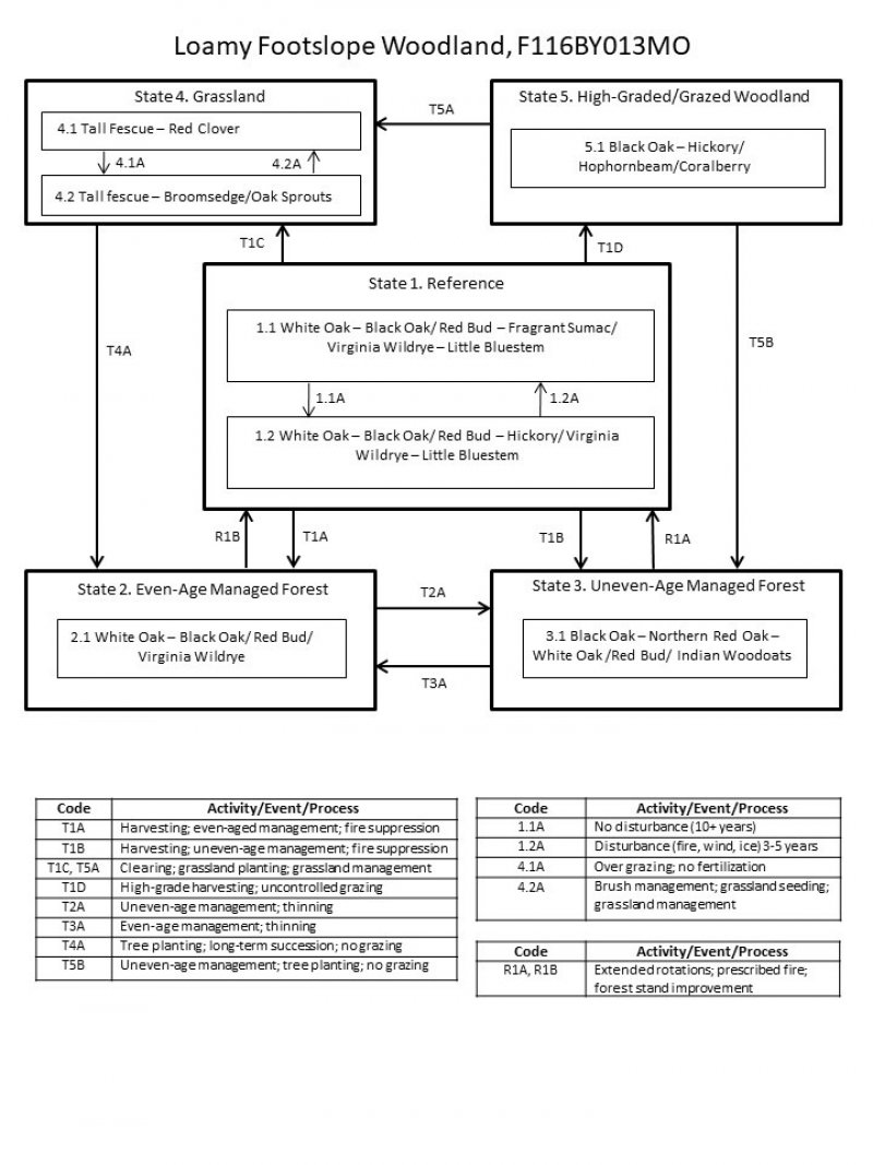 Model diagram