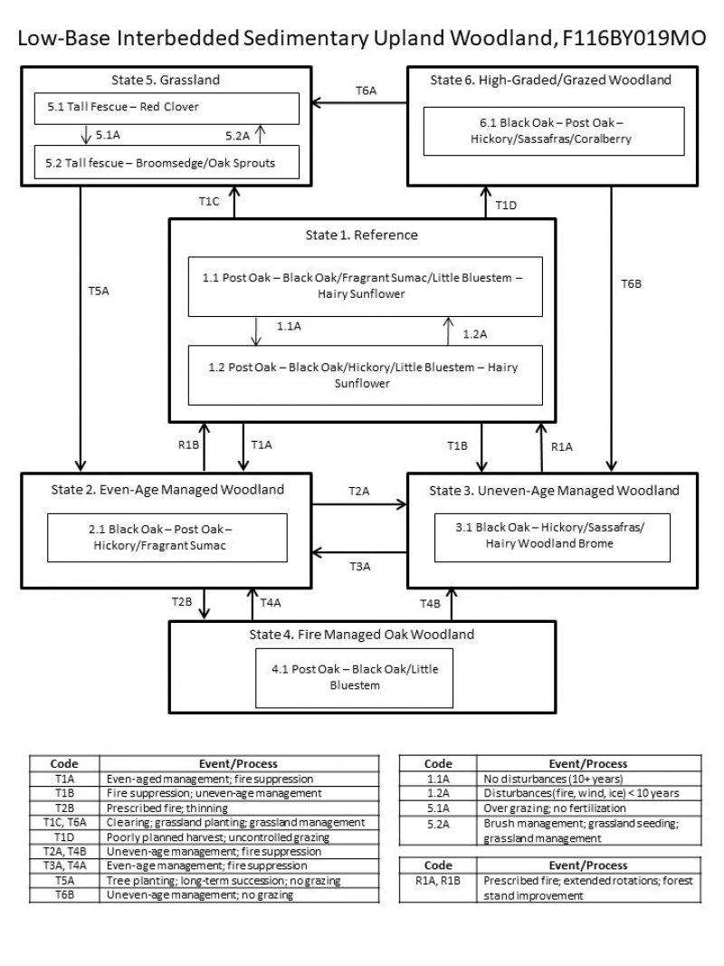 Model diagram