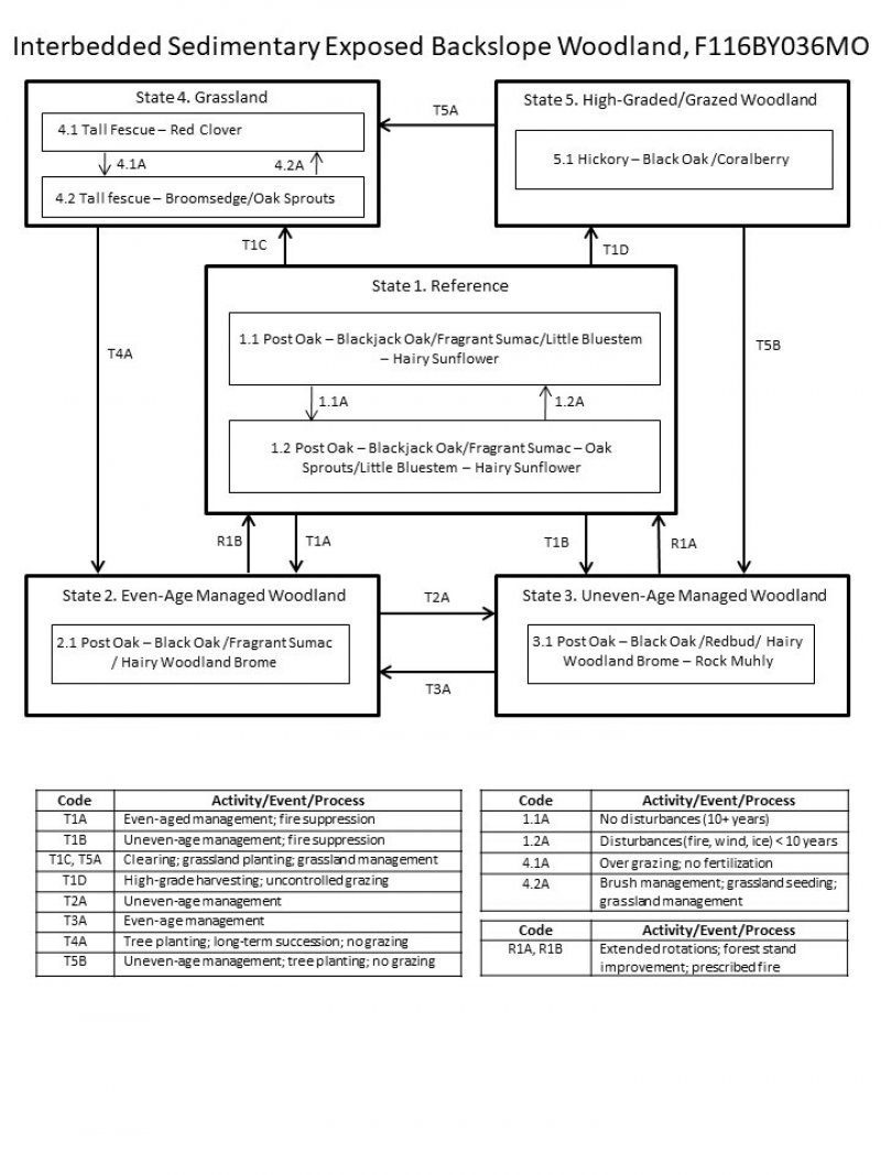 Model diagram
