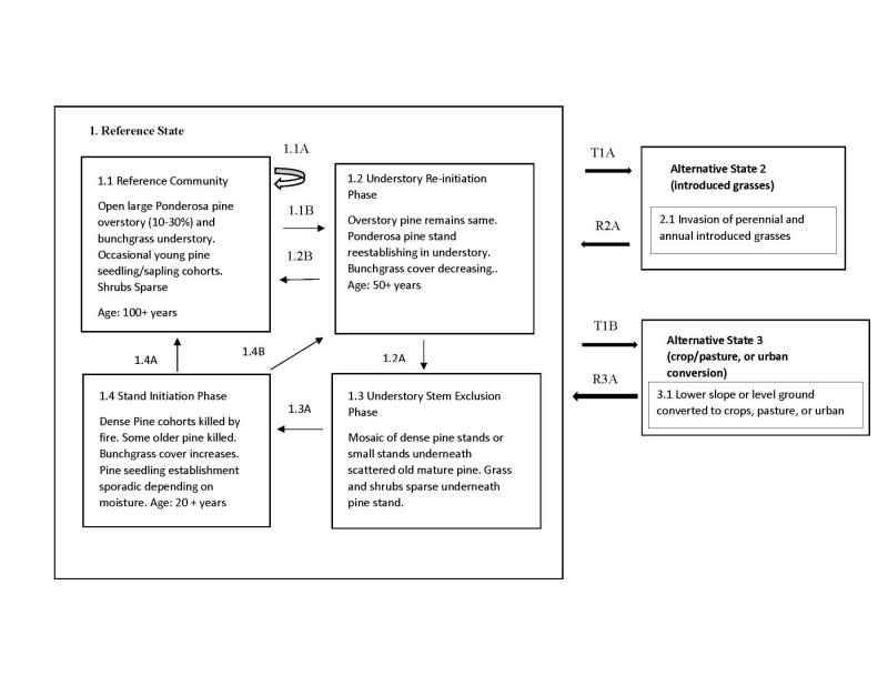 Model diagram