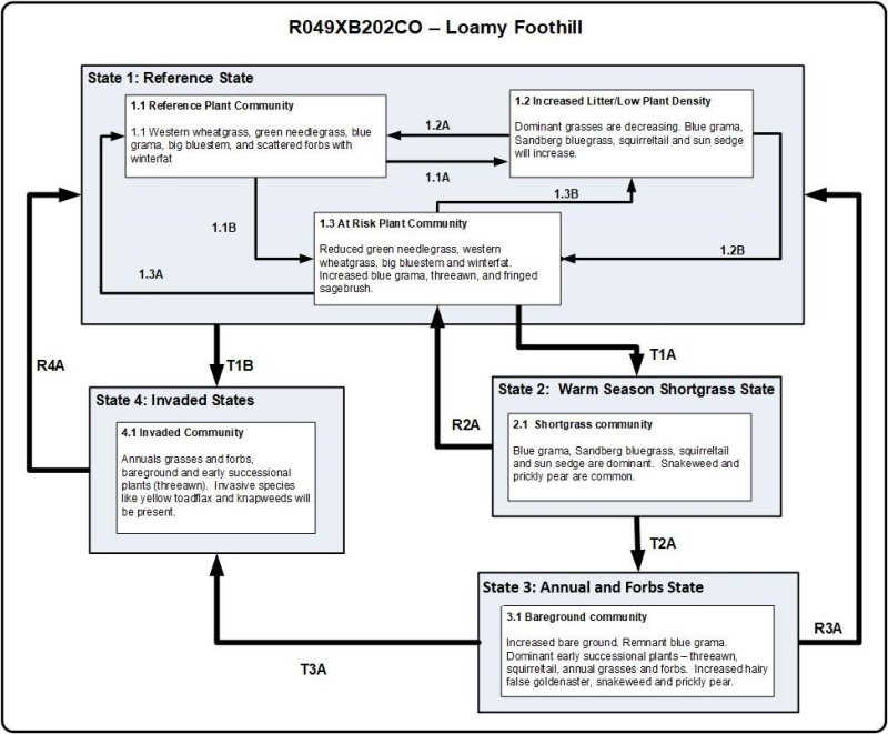 Model diagram
