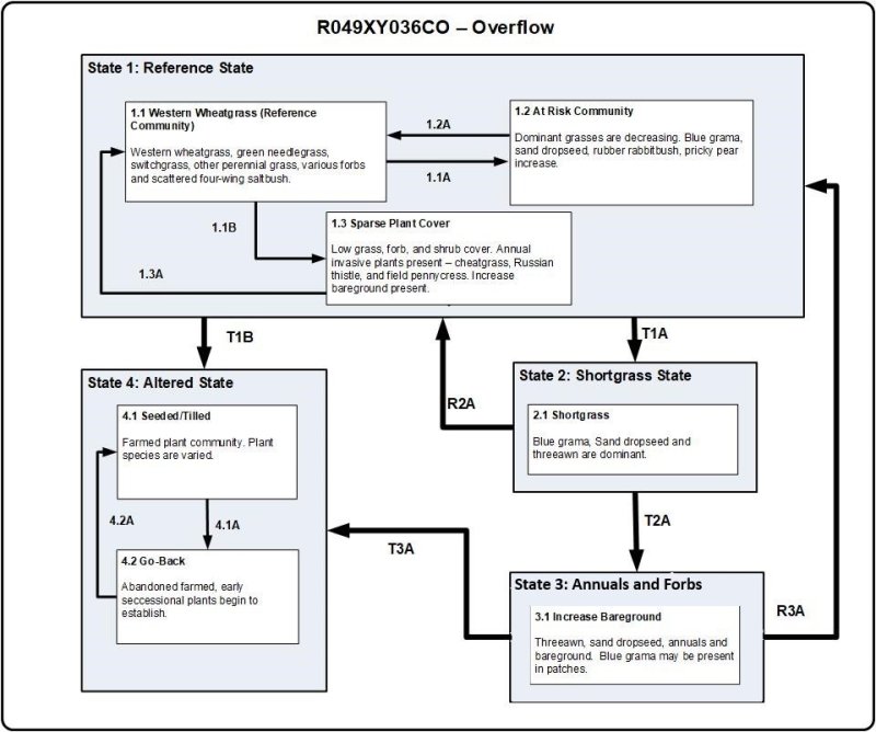 Model diagram