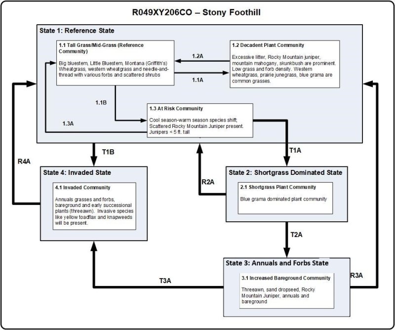 Model diagram