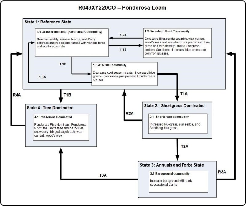 Model diagram
