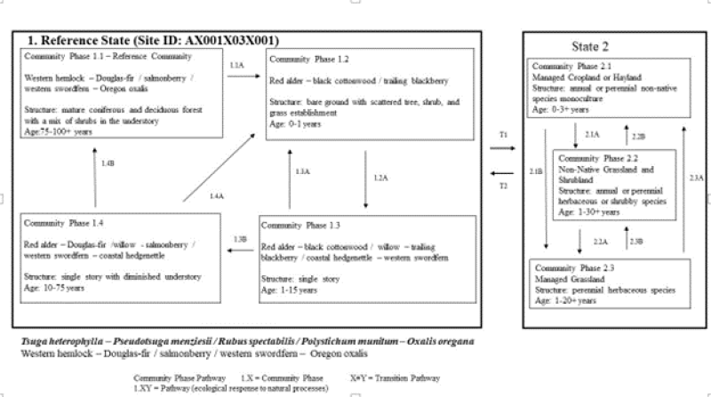 Model diagram