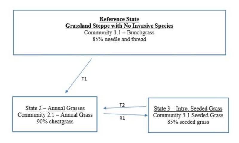Model diagram