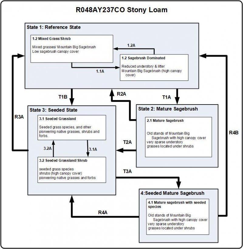 Model diagram