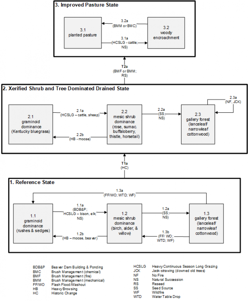 Model diagram