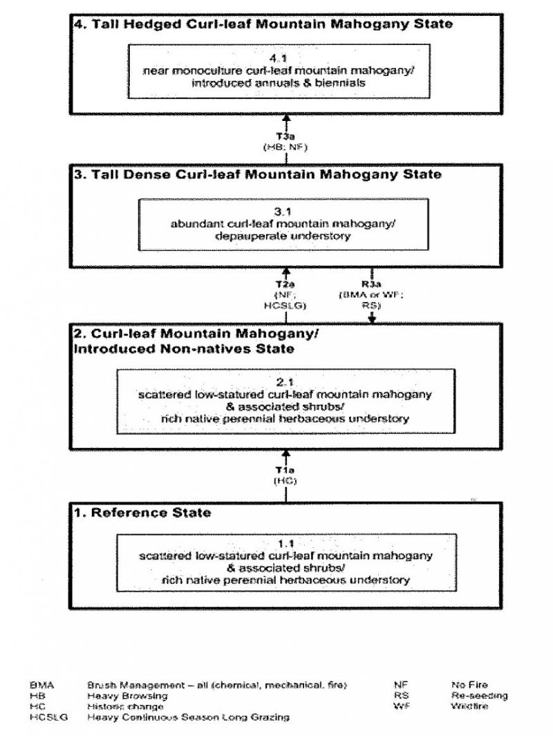 Model diagram