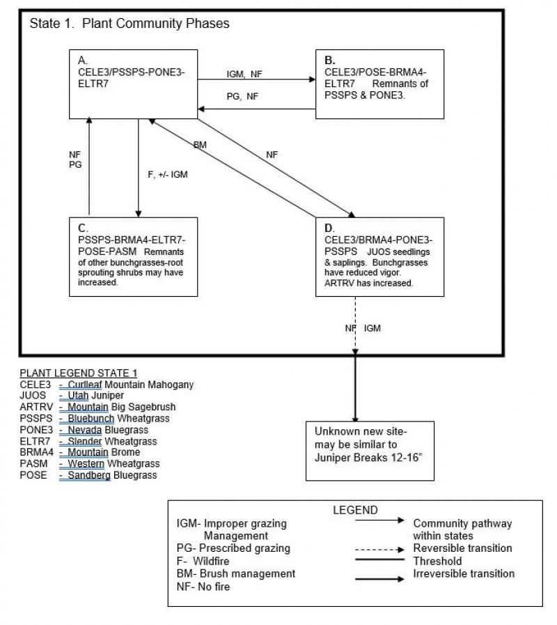 Model diagram