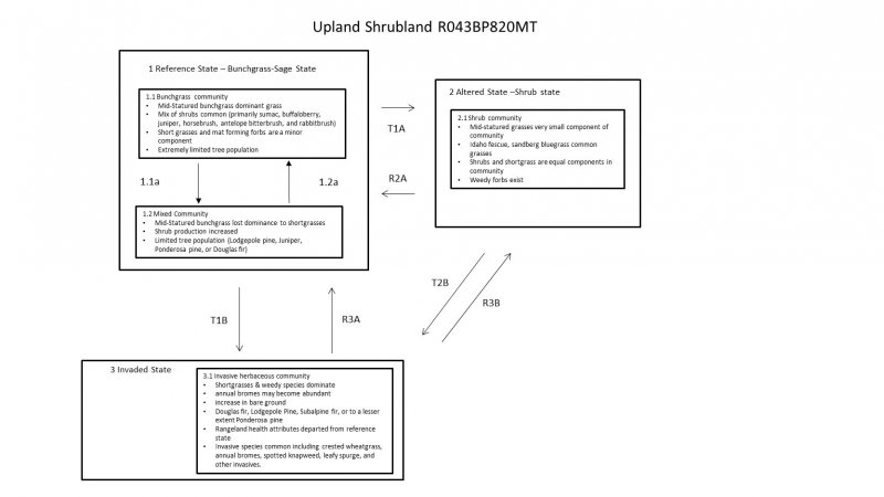 Model diagram