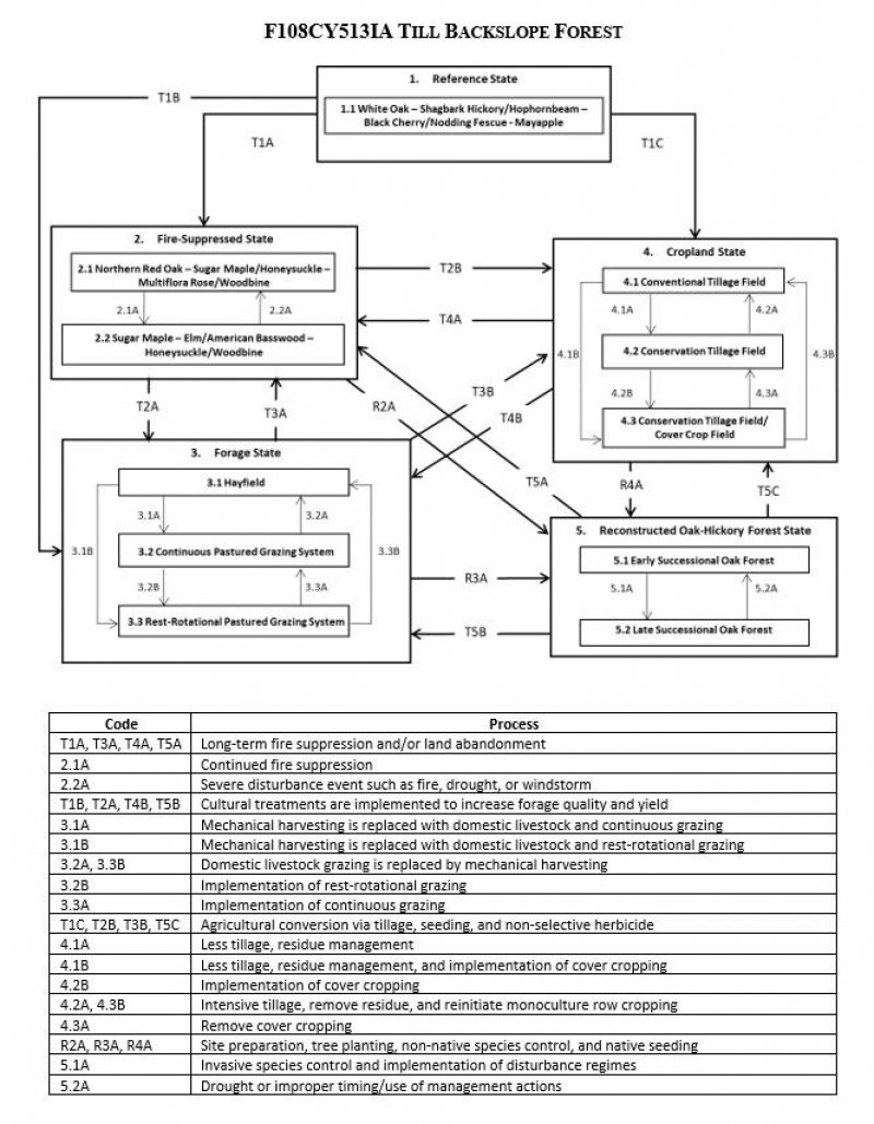Model diagram