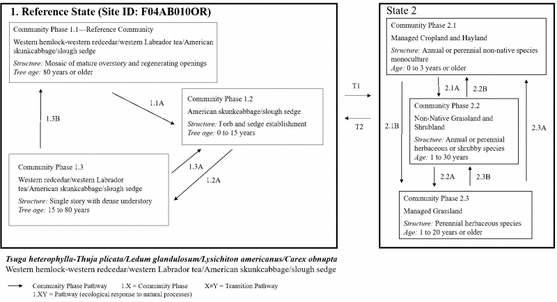 Model diagram