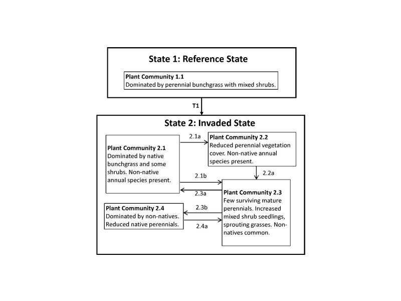 Model diagram