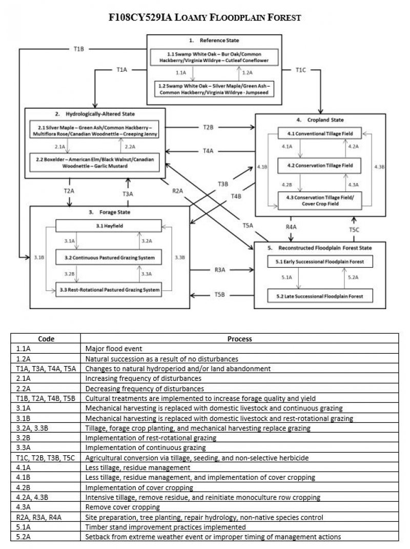 Model diagram