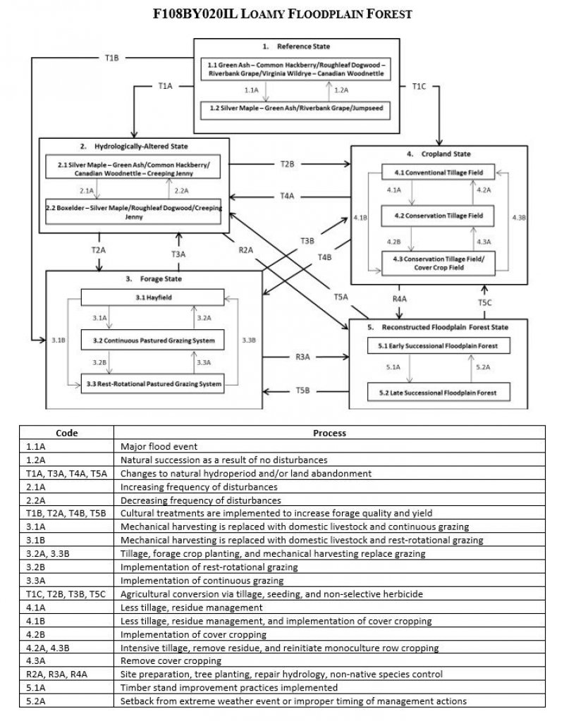 Model diagram