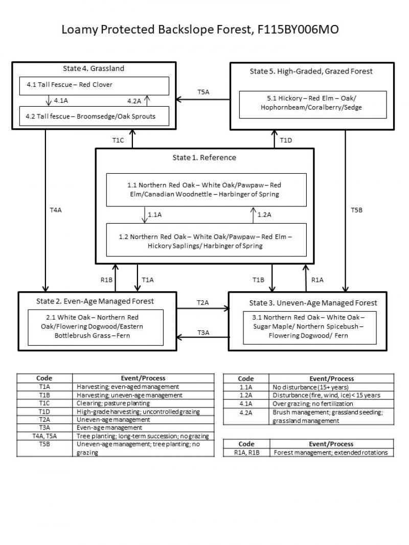 Model diagram