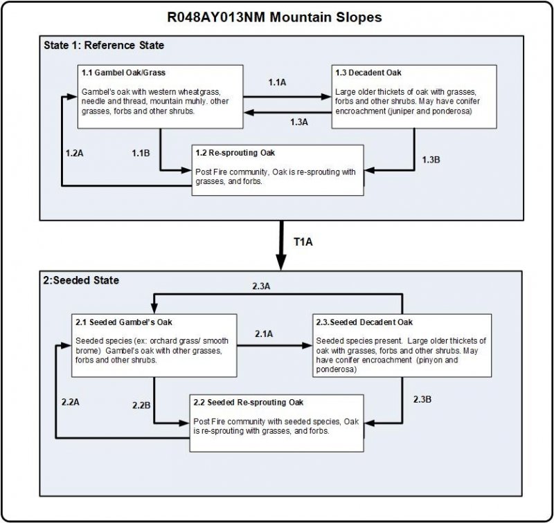 Model diagram