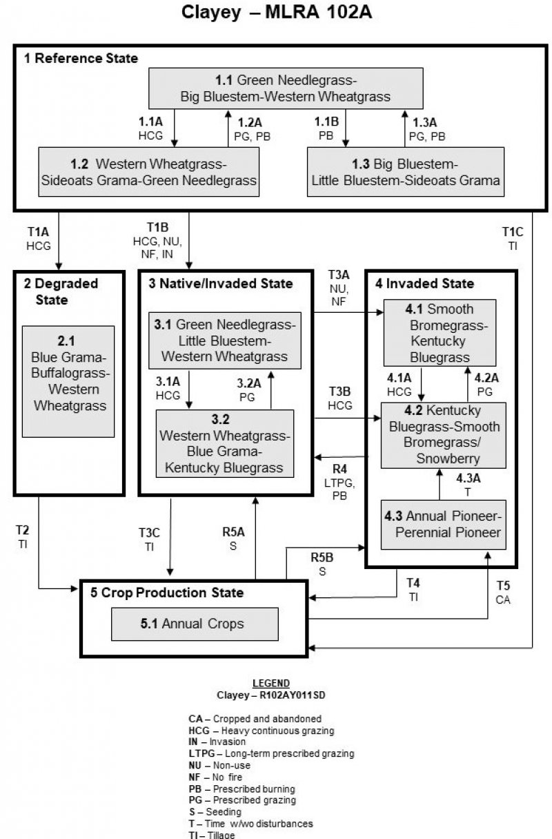 Model diagram