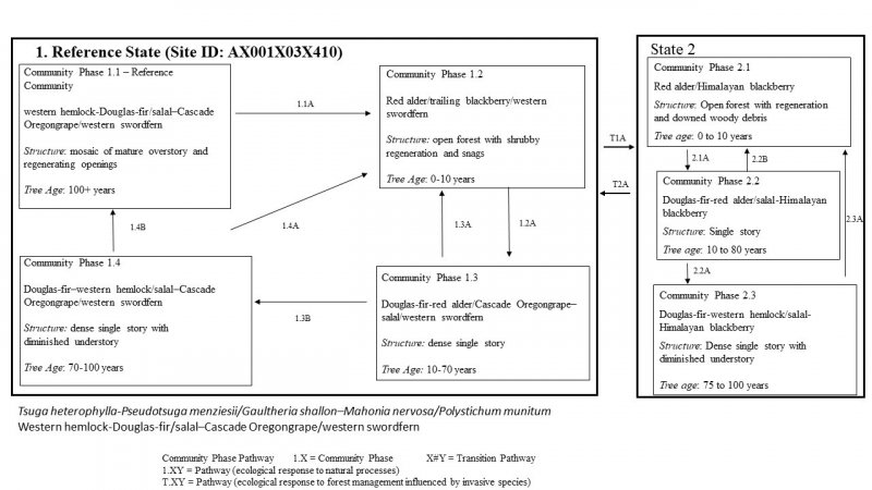 Model diagram