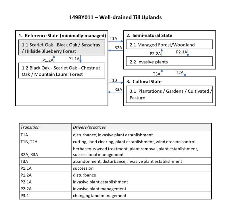Model diagram