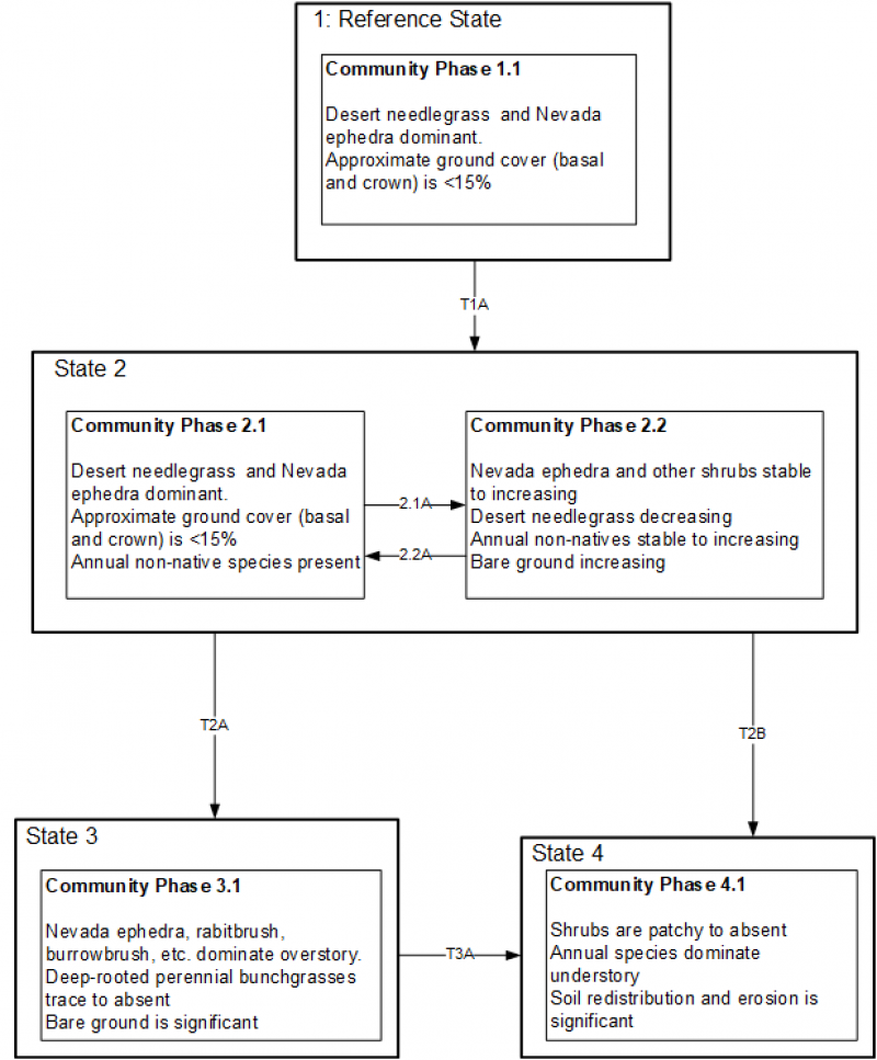 Model diagram