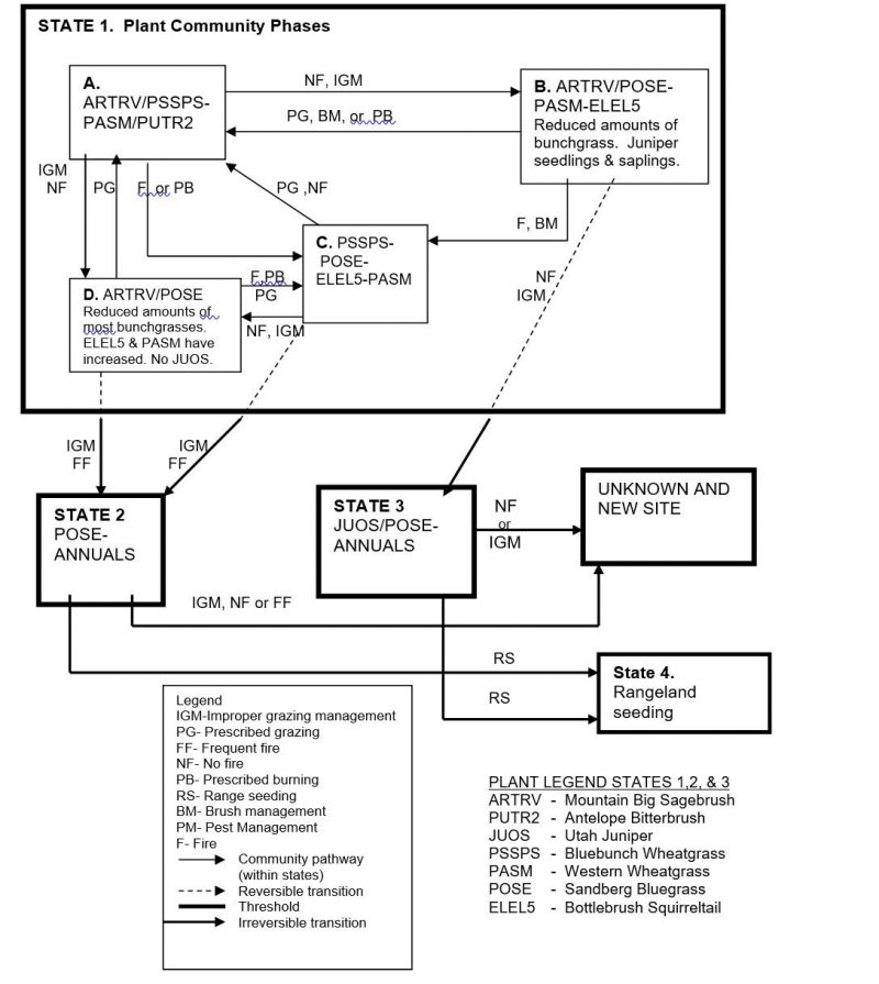 Model diagram