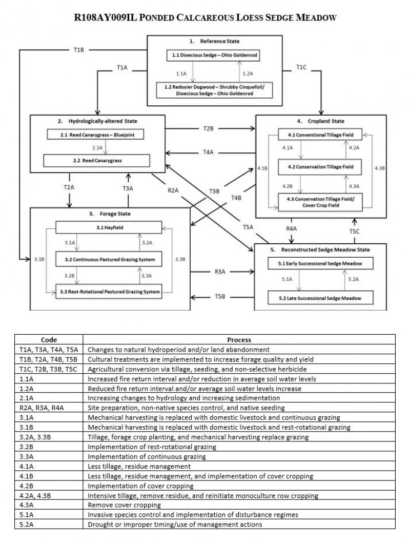 Model diagram