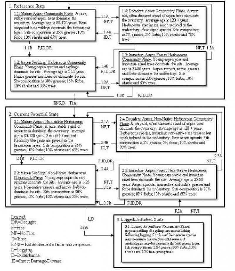 Model diagram