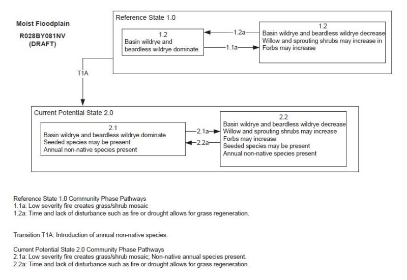 Model diagram