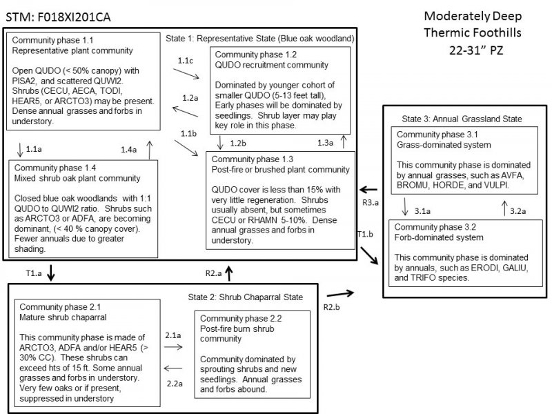 Model diagram