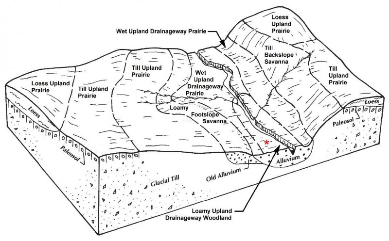 Model diagram