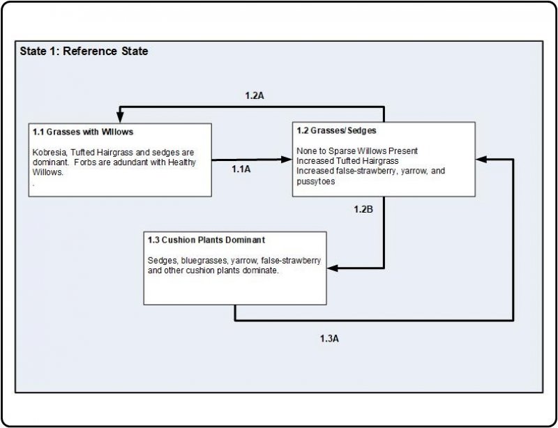 Model diagram