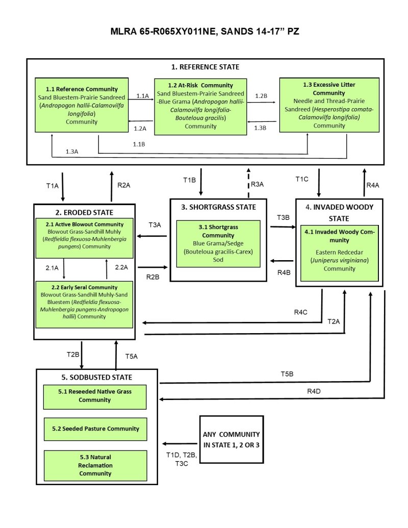 Model diagram