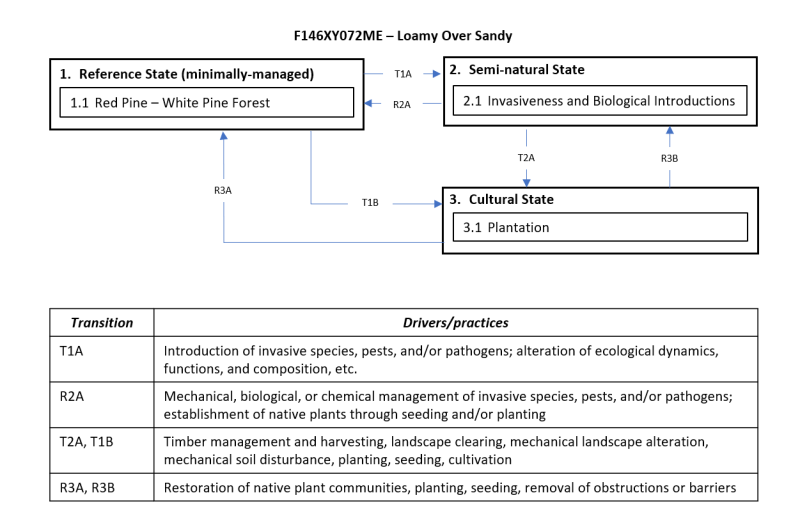 Model diagram
