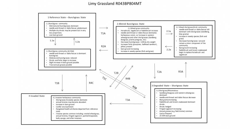 Model diagram