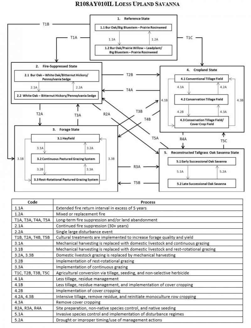 Model diagram