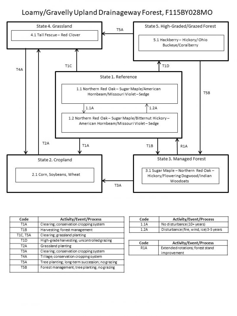 Model diagram