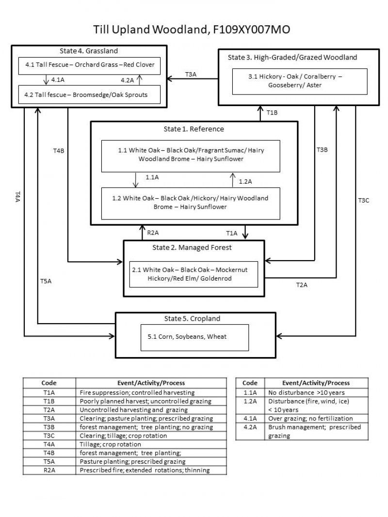 Model diagram