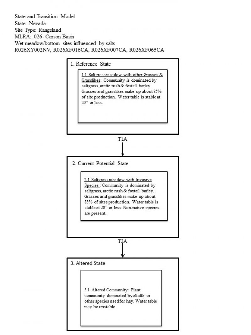 Model diagram