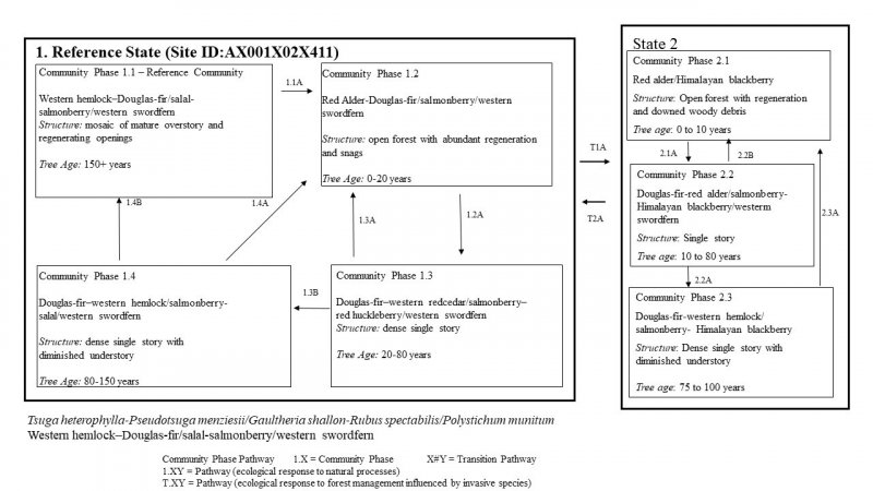 Model diagram