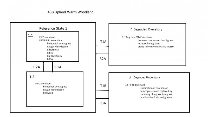 Model diagram