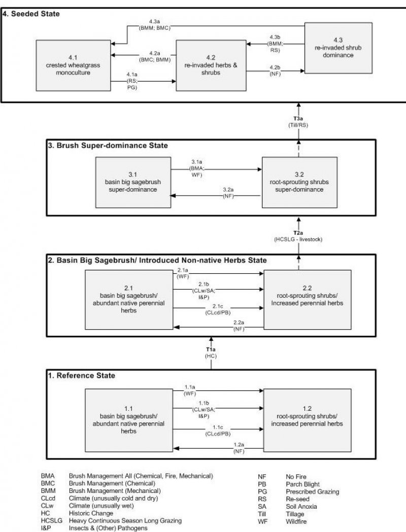 Model diagram
