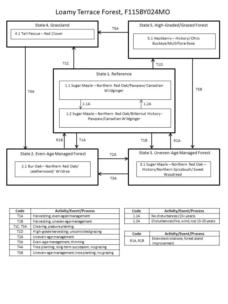 Model diagram